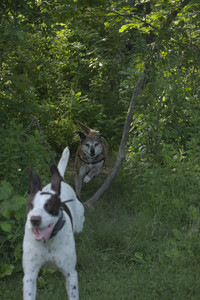 20250604_Cats and dog park and flowers__DSC0313_.jpg