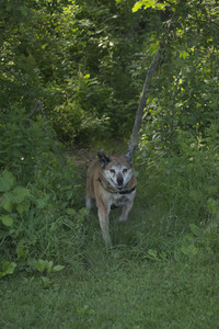 20250604_Cats and dog park and flowers__DSC0314_.jpg