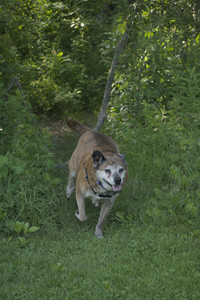 20250604_Cats and dog park and flowers__DSC0315_.jpg