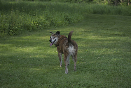 20250604_Cats and dog park and flowers__DSC0320_.jpg
