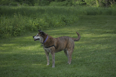 20250604_Cats and dog park and flowers__DSC0324_.jpg