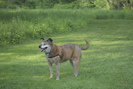 20250604_Cats and dog park and flowers__DSC0327_.jpg