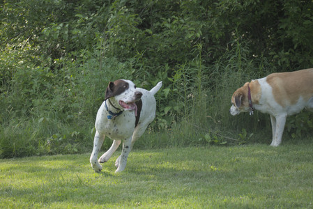 20250604_Cats and dog park and flowers__DSC0330_.jpg