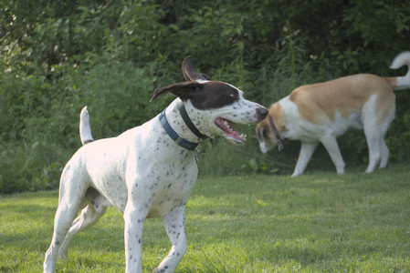 20250604_Cats and dog park and flowers__DSC0333_.jpg