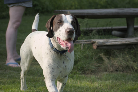 20250604_Cats and dog park and flowers__DSC0339_.jpg