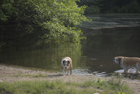 20250604_Cats and dog park and flowers__DSC0342_.jpg