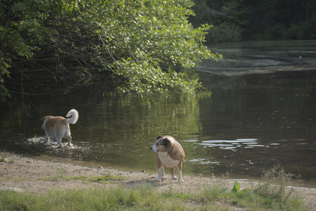 20250604_Cats and dog park and flowers__DSC0345_.jpg