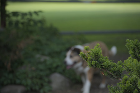 20250604_Cats and dog park and flowers__DSC0347_.jpg