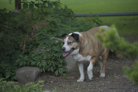 20250604_Cats and dog park and flowers__DSC0349_.jpg