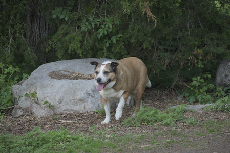 20250604_Cats and dog park and flowers__DSC0353_.jpg