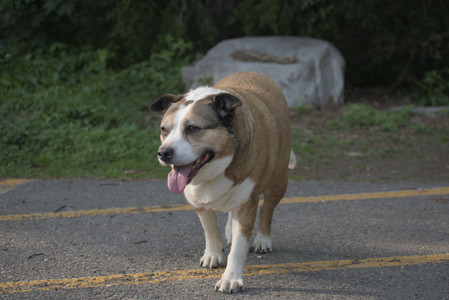 20250604_Cats and dog park and flowers__DSC0362_.jpg