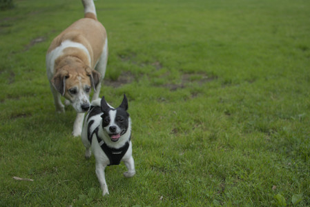 20250606_Flowers and dog park with Alice__DSC0007_.jpg
