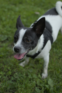 20250606_Flowers and dog park with Alice__DSC0009_.jpg