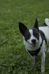 20250606_Flowers and dog park with Alice__DSC0010_.jpg