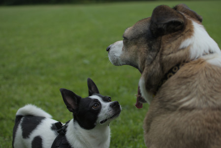 20250606_Flowers and dog park with Alice__DSC0017_.jpg