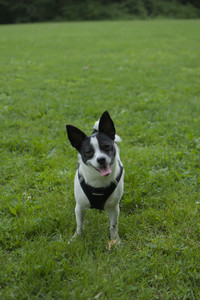 20250606_Flowers and dog park with Alice__DSC0026_.jpg