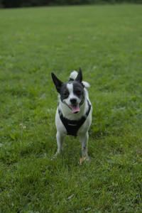 20250606_Flowers and dog park with Alice__DSC0027_.jpg