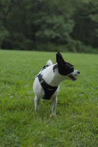 20250606_Flowers and dog park with Alice__DSC0031_.jpg