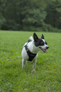 20250606_Flowers and dog park with Alice__DSC0032_.jpg