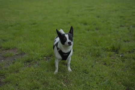 20250606_Flowers and dog park with Alice__DSC0037_.jpg