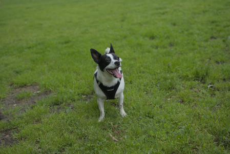 20250606_Flowers and dog park with Alice__DSC0041_.jpg