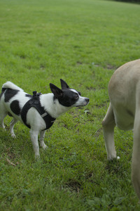 20250606_Flowers and dog park with Alice__DSC0044_.jpg