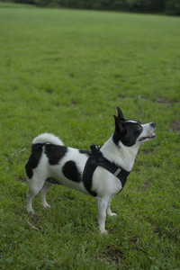 20250606_Flowers and dog park with Alice__DSC0046_.jpg