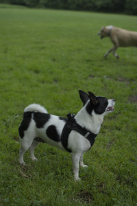 20250606_Flowers and dog park with Alice__DSC0048_.jpg