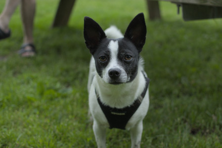20250606_Flowers and dog park with Alice__DSC0050_.jpg