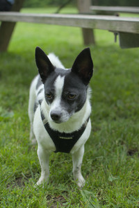 20250606_Flowers and dog park with Alice__DSC0052_.jpg