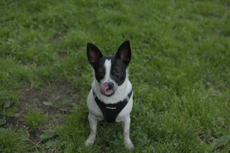 20250606_Flowers and dog park with Alice__DSC0057_.jpg
