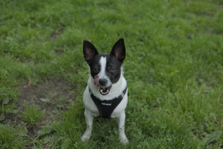20250606_Flowers and dog park with Alice__DSC0058_.jpg