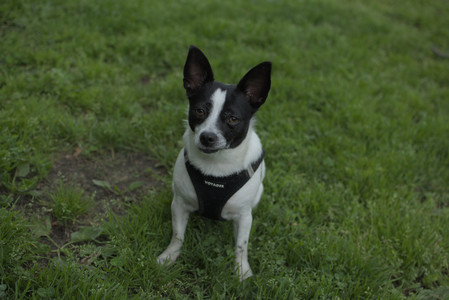 20250606_Flowers and dog park with Alice__DSC0063_.jpg