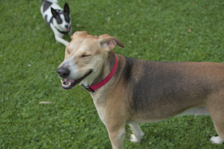 20250606_Flowers and dog park with Alice__DSC0079_.jpg