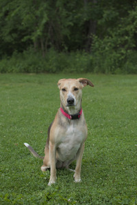 20250606_Flowers and dog park with Alice__DSC0085_.jpg