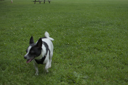 20250606_Flowers and dog park with Alice__DSC0101_.jpg