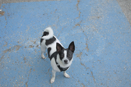 20250606_Flowers and dog park with Alice__DSC0103_.jpg