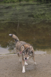 20250607_Dog park with Maggie__DSC0069_.jpg