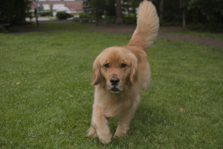 20250607_Dog park with Maggie__DSC0096_.jpg