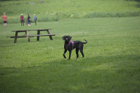 20250608_Dog park__DSC0007_.jpg