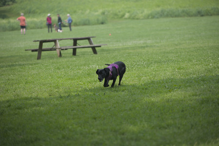 20250608_Dog park__DSC0008_.jpg