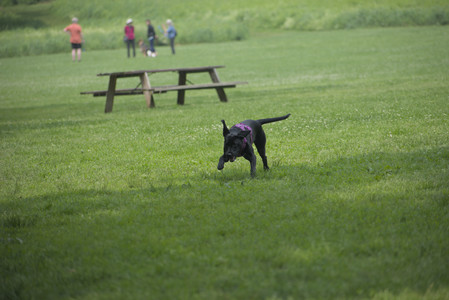 20250608_Dog park__DSC0009_.jpg