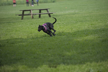 20250608_Dog park__DSC0010_.jpg