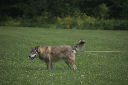 20250608_Dog park__DSC0016_.jpg