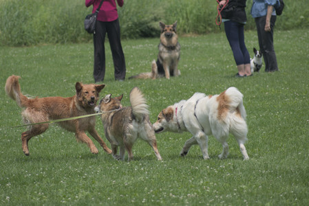 20250608_Dog park__DSC0023_.jpg