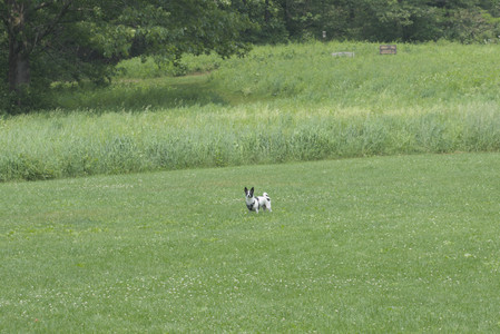 20250608_Dog park__DSC0030_.jpg