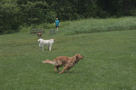 20250608_Dog park__DSC0033_.jpg