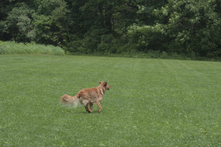20250608_Dog park__DSC0035_.jpg