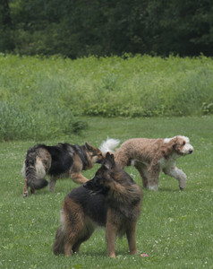 20250608_Dog park__DSC0038_.jpg