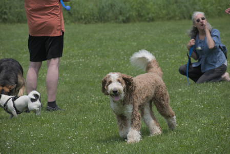 20250608_Dog park__DSC0047_.jpg